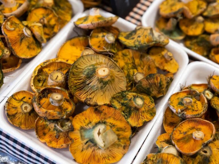 Jak przechowywać świeże grzyby