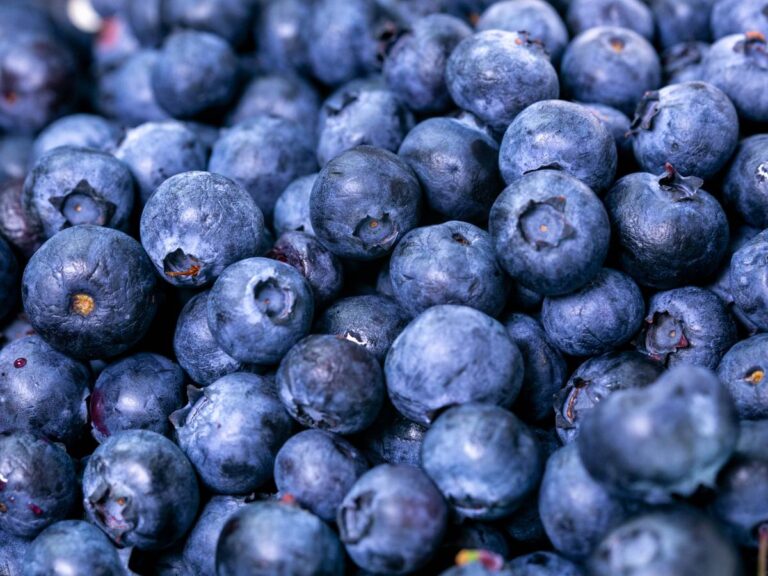 jak przechowywać jagody