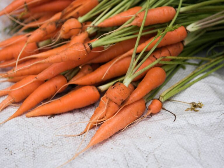 Jak przechowywać marchew