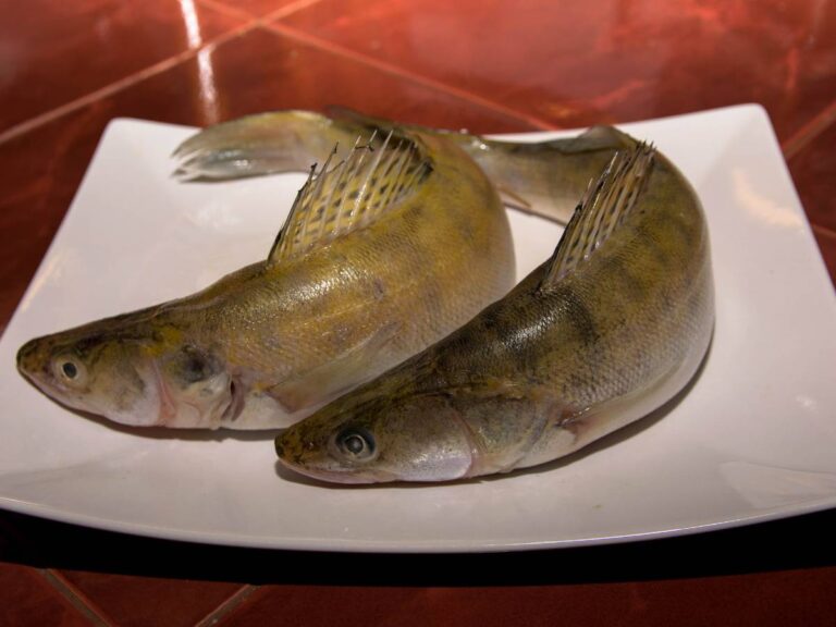 Marynowanie sandacza